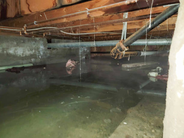 Best Water damage restoration near me  in Plainview, NE
